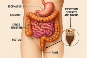 毒素 排出 75％ 便